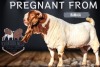 1X BOER GOAT PREGNANT FLOCK DOE KROKODILNEST BOERBOK & KALAHARI RED STUD - 3