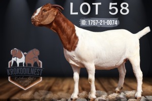 1X BOER GOAT PREGNANT STUD DOE KROKODILNEST BOERBOK & KALAHARI RED STUD