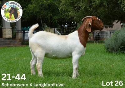 WITHDRAWN -1X BOER GOAT DOE LANGKLOOF BOERBOKSTOET