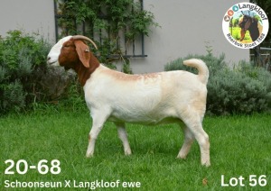 WITHDRAWN - 1X BOER GOAT DOE LANGKLOOF BOERBOKSTOET