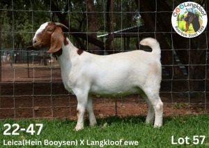 1X BOER GOAT PS DOE LANGKLOOF BOERBOKSTOET