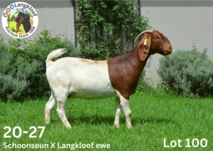 WITHDRAWN -3X BOER GOAT DOE LANGKLOOF BOERBOKSTOET (PAY PER PIECE TO TAKE THE LOT)