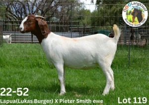 2X BOER GOAT PS/FLOCK DOE LANGKLOOF BOERBOKSTOET (PAY PER PIECE TO TAKE THE LOT)