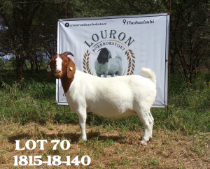 1X BOER GOAT FLOCK DOE LOURON BOERBOKSTOET