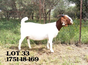 1X BOER GOAT FLOCK DOE LOURON BOERBOKSTOET