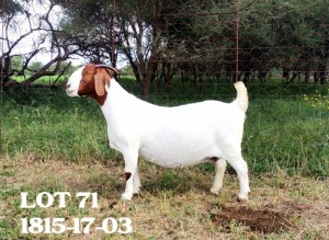 1X BOER GOAT FLOCK DOE LOURON BOERBOKSTOET