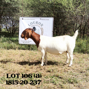 2X BOER GOAT FLOCK DOE LOURON BOERBOKSTOET (PAY PER PIECE TO TAKE THE LOT)