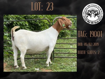 WITHDRAWN - 1X BOER GOAT DOE MYL 50 STUD