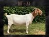 WITHDRAWN - 1X BOER GOAT DOE MYL 50 STUD - 2