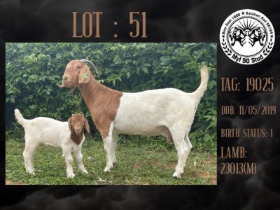 1+1X BOER GOAT FLOCK DOE MYL 50 STUD