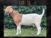 1+1X BOER GOAT FLOCK DOE MYL 50 STUD - 2