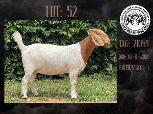 1X BOER GOAT PREGNANT STUD DOE MYL 50 STUD