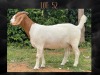 1X BOER GOAT PREGNANT STUD DOE MYL 50 STUD - 2