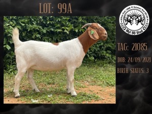 3X BOER GOAT PREGNANT FLOCK/PS/FLOCK DOE MYL 50 STUD (PAY PER PIECE TO TAKE THE LOT)