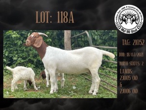 2+4X BOER GOAT STUD DOE MYL 50 STUD (PAY PER PIECE TO TAKE THE LOT)