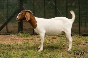 WITHDRAWN -1X BOER GOAT DOE RAASBLAAR BOERBOKSTOET