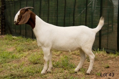 1X BOER GOAT FLOCK DOE RAASBLAAR BOERBOKSTOET