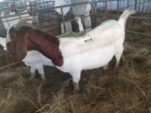LOT 116&nbsp; 1 F X &nbsp;BOERBOK&nbsp; &nbsp; AGRIFOND