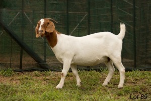 1X BOER GOAT FLOCK DOE RAASBLAAR BOERBOKSTOET