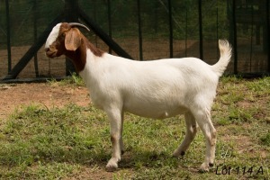 3X BOER GOAT FLOCK DOE RAASBLAAR BOERBOKSTOET (PAY PER PIECE TO TAKE THE LOT)