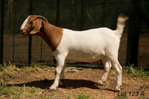 2X BOER GOAT PREGNANT FLOCK DOE RAASBLAAR BOERBOKSTOET (PAY PER PIECE TO TAKE THE LOT)