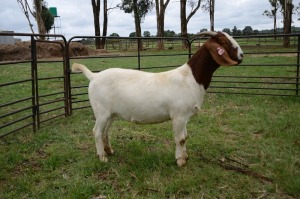 1X BOER GOAT PREGNANT FLOCK DOE RONWIL BOERBOKSTOET