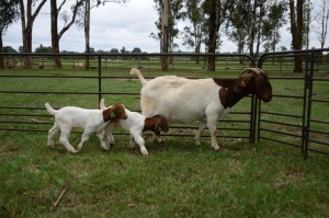 WITHDRAWN - 1+2X BOER GOAT DOE RONWIL BOERBOKSTOET