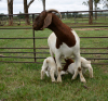 WITHDRAWN - 1+2X BOER GOAT DOE RONWIL BOERBOKSTOET - 2