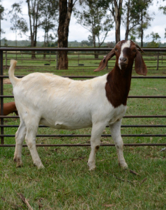 1X BOER GOAT PREGNANT FLOCK DOE RONWIL BOERBOKSTOET