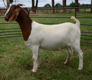 1X BOER GOAT PREGNANT FLOCK DOE RONWIL BOERBOKSTOET 