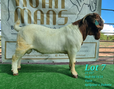 1X BOER GOAT FLOCK BUCK RUAN MANS BOERBOKSTOET