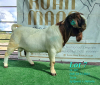 1X BOER GOAT FLOCK BUCK RUAN MANS BOERBOKSTOET - 2