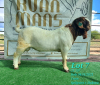 1X BOER GOAT FLOCK BUCK RUAN MANS BOERBOKSTOET - 3