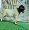 1X BOER GOAT FLOCK BUCK RUAN MANS BOERBOKSTOET - 4