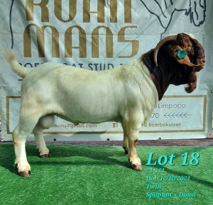 1X BOER GOAT STUD BUCK RUAN MANS BOERBOKSTOET