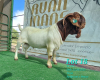 1X BOER GOAT STUD BUCK RUAN MANS BOERBOKSTOET - 2