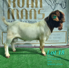 1X BOER GOAT STUD BUCK RUAN MANS BOERBOKSTOET - 3