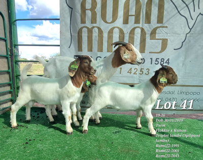 1+3X BOER GOAT FLOCK DOE RUAN MANS BOERBOKSTOET