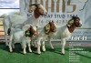 1+3X BOER GOAT FLOCK DOE RUAN MANS BOERBOKSTOET - 2