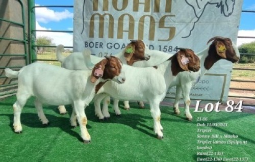 1+3X BOER GOAT FLOCK DOE RUAN MANS BOERBOKSTOET