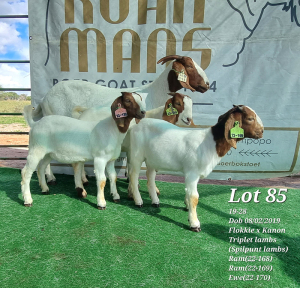 1+3X BOER GOAT FLOCK DOE RUAN MANS BOERBOKSTOET