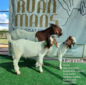 2+3X BOER GOAT FLOCK DOE RUAN MANS BOERBOKSTOET (PAY PER PIECE TO TAKE THE LOT)