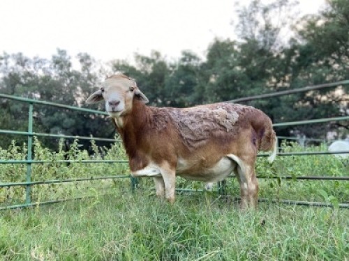 1 X M PEDI SAVANNAH HEUSER