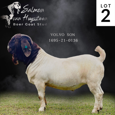 1X BOER GOAT STUD BUCK SALMON VAN HUYSTEEN BOER GOAT STUD