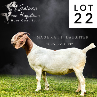 1X BOER GOAT PS DOE SALMON VAN HUYSTEEN BOER GOAT STUD