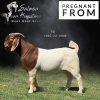 1X BOER GOAT PS DOE SALMON VAN HUYSTEEN BOER GOAT STUD - 3