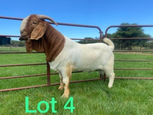 1X BOER GOAT FLOCK BUCK SCHOONHEID BOERBOKSTOET