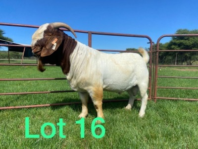 1X BOER GOAT FLOCK BUCK SCHOONHEID BOERBOKSTOET