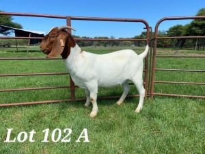 3X BOER GOAT PREGNANT(2) FLOCK DOE SCHOONHEID BOERBOKSTOET (PAY PER PIECE TO TAKE THE LOT)