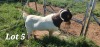 1X BOER GOAT STUD BUCK SEKELBOS BOERBOKSTOET